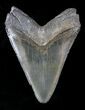 Bargain, Serrated Megalodon Tooth - Venice, FL #20783-2